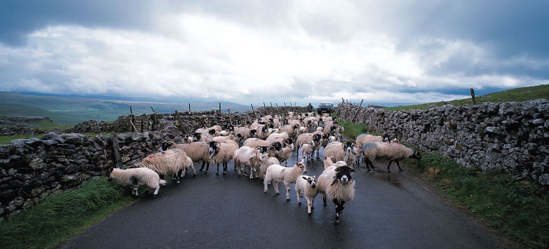 Rush hour in the Yorkshire Dales
